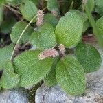 Salix reticulata برگ