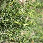 Artemisia chamaemelifolia Leaf