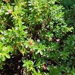 Rhododendron campylogynum Habitat