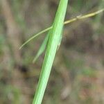 Bambusa vulgaris Лист
