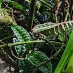 Psychotria ankasensis ഇല