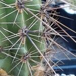 Carnegiea gigantea Leaf