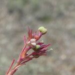 Euphorbia exigua Lubje