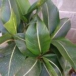 Strelitzia nicolai Συνήθη χαρακτηριστικά