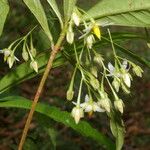 Hymenandra stenophylla Flor