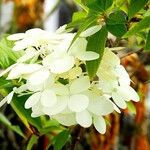 Hydrangea paniculata Habit