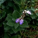 Vitex trifolia Blüte