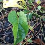 Camonea umbellata Folha