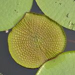 Victoria amazonica Foglia