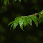 Muntingia calabura Leaf