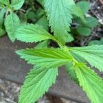 Verbena urticifolia Leaf