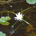 Nymphaea heudelotii फूल