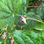 Abutilon indicum Fruit