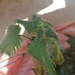 Urtica pilulifera Blatt