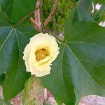 Gossypium hirsutum Flower