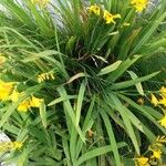 Crocosmia aurea Συνήθη χαρακτηριστικά