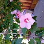 Hibiscus mutabilis ᱵᱟᱦᱟ