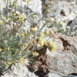 Artemisia umbelliformis Ďalší