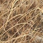 Microchloa kunthii Frucht