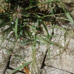 Eragrostis minor Jani