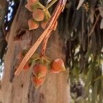 Eucalyptus globulus Owoc