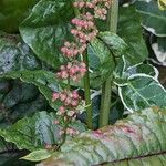 Rumex sanguineus 果實