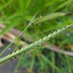 Urochloa eminii Frukt