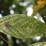 Cordia nodosa Blatt