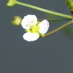 Alisma plantago-aquatica Blüte