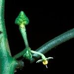 Solanum anceps