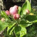 Malus domestica Blüte