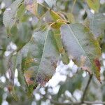 Handroanthus heptaphyllus Folha