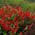 Salvia splendens Kvet