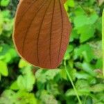 Bauhinia phoenicea Leaf