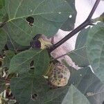 Datura metel Fruit