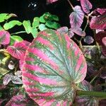 Begonia brevirimosa Leaf