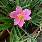 Zephyranthes roseaKvět