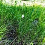 Silene latifolia Habit