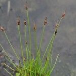 Juncus biglumis Habit