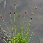 Juncus biglumis Агульны выгляд