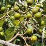 Grewia trichocarpa Fruto