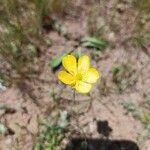Ranunculus monspeliacus Fleur