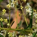 Acacia linifolia Blomst
