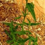 Trichodesma indicum Leaf