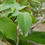 Eugenia uniflora Leaf