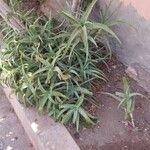 Aloe arborescens Hoja