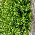 Hebe cupressoides 葉