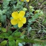 Hypericum cerastoides Blodyn