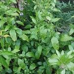 Solanum laxum عادت
