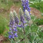 Lupinus sericeus Çiçek